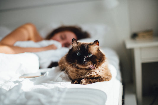 sleep insomnia better sleep magnesium